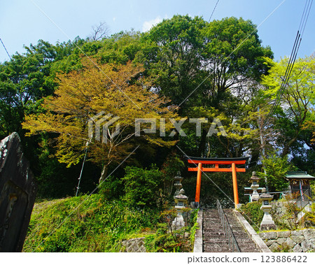 Hase-ji Temple cherry blossoms Nara Prefecture 123886422