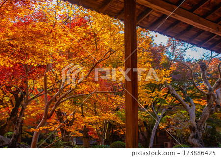 [Kyoto Scenery] Enkoji Temple - The stunning beauty of autumn leaves that you'll want to look at forever 123886425