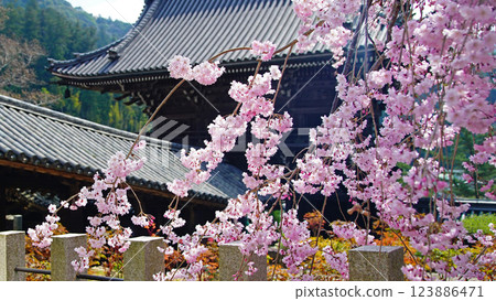 Hase-ji Temple cherry blossoms Nara Prefecture 123886471