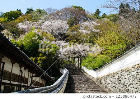 Hase-ji Temple cherry blossoms Nara Prefecture 123886472