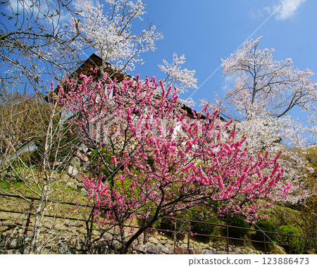 Hase-ji Temple cherry blossoms Nara Prefecture 123886473