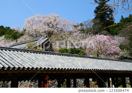 Hase-ji Temple cherry blossoms Nara Prefecture Hase-ji Temple cherry blossoms Nara Prefecture 123886474