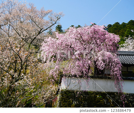 Hase-ji Temple cherry blossoms Nara Prefecture 123886479
