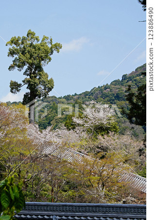 Hase-ji Temple cherry blossoms Nara Prefecture Hase-ji Temple cherry blossoms Nara Prefecture 123886490