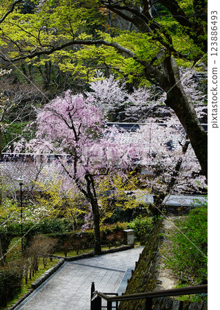 Hase-ji Temple櫻花奈良縣 Hase-ji Temple櫻花奈良縣 123886493