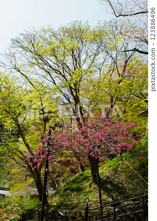 Hase-ji Temple櫻花奈良縣 Hase-ji Temple櫻花奈良縣 123886496