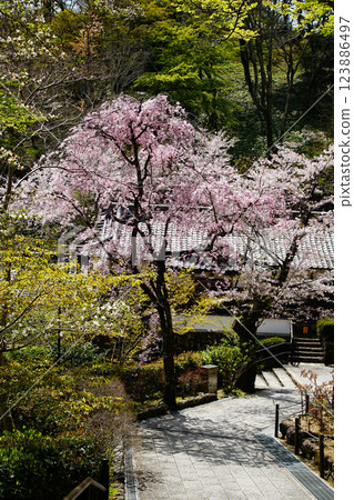 Hase-ji Temple cherry blossoms Nara Prefecture 123886497