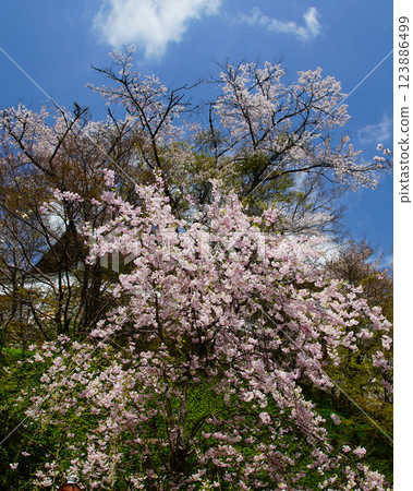 Hase-ji Temple櫻花奈良縣 123886499