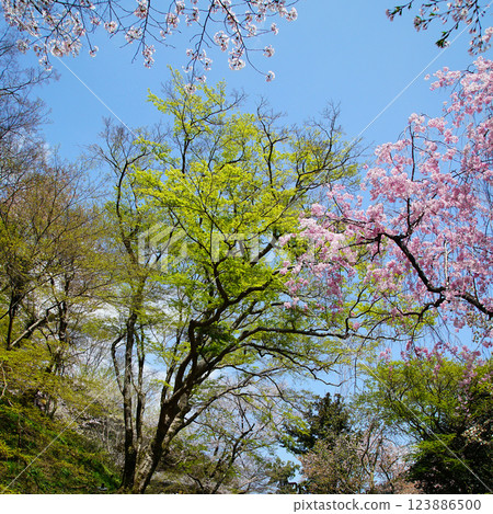 Hase-ji Temple cherry blossoms Nara Prefecture 123886500