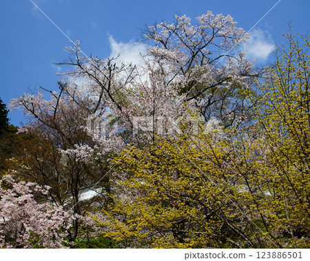 Hase-ji Temple櫻花奈良縣 123886501