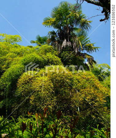Hase-ji Temple櫻花奈良縣 123886502
