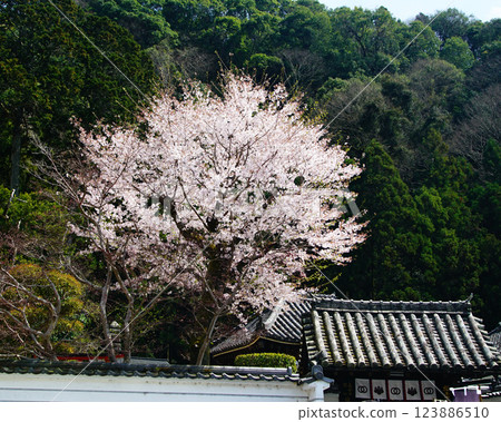 Hase-ji Temple cherry blossoms Nara Prefecture 123886510