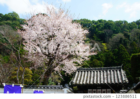 Hase-ji Temple櫻花奈良縣 Hase-ji Temple櫻花奈良縣 123886511