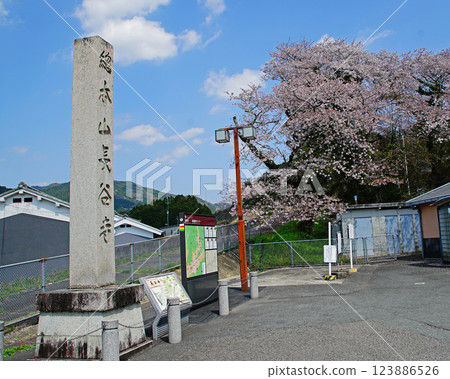 Hase-ji Temple cherry blossoms Nara Prefecture Hase-ji Temple cherry blossoms Nara Prefecture 123886526