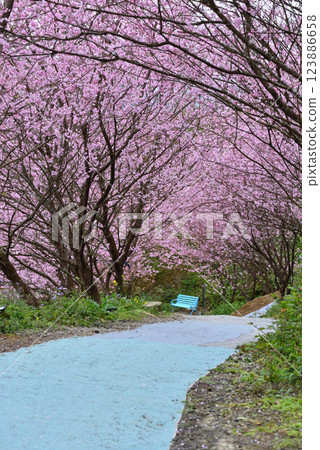 A trail with pink cherry blossoms in full bloom A trail with pink cherry blossoms in full bloom 123886658