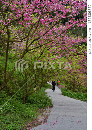 A person walking along a path of pink cherry blossoms in bloom in spring 123886872