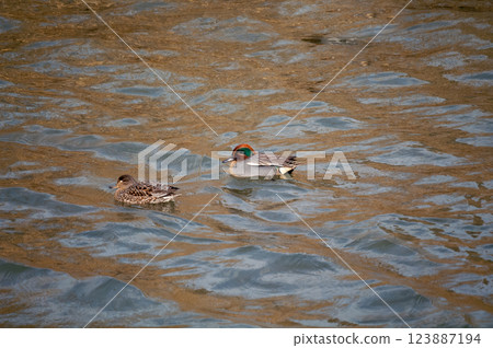 A small duck on the Yasuragi embankment of the Shinano River 123887194