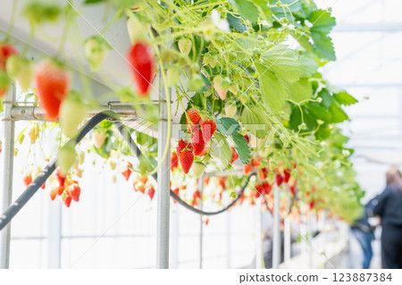 日本溫室草莓種植。採摘草莓體驗。  草莓掛在樹上 123887384