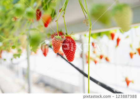 Japanese-style warm room grass seed planting. Experience harvesting grass.  Kusaikake Zaijo 123887388
