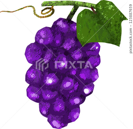 Illustration of grapes with leaves and vines Illustration of grapes with leaves and vines 123887659