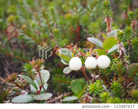 White fruit of the white alder tree White fruit of the white alder tree 123887817