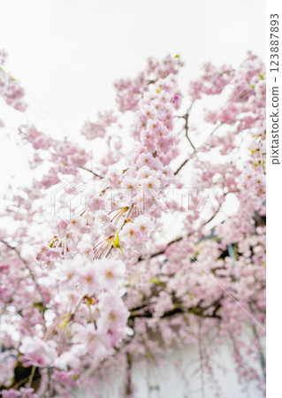 Takayama, Gifu, Japan - April 17, 2024: Cherry blossom view inside the art museum in Takayama, Gifu, Japan. Takayama, Gifu, Japan - April 17, 2024: Cherry blossom view inside the art museum in Takayama, Gifu, Japan. 123887893