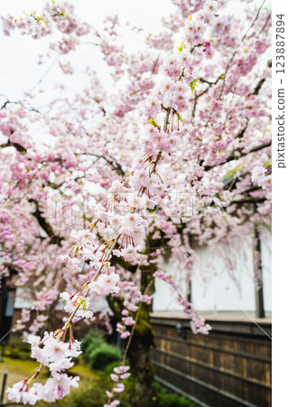 Takayama, Gifu, Japan - April 17, 2024: Cherry blossom view inside the art museum in Takayama, Gifu, Japan. Takayama, Gifu, Japan - April 17, 2024: Cherry blossom view inside the art museum in Takayama, Gifu, Japan. 123887894