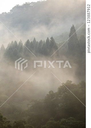 Image of growing cedar 123887912