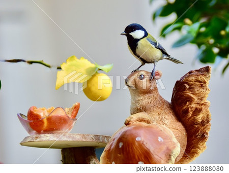 Great tits playing at the bird feeder. 123888080