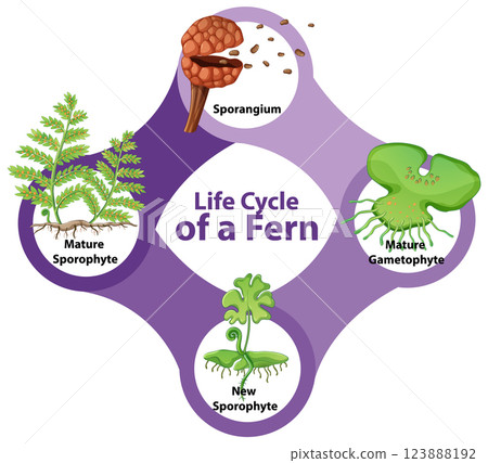 Fern Life Cycle Vector Illustration 123888192