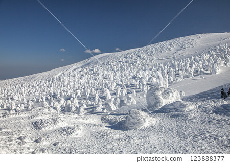 冬棗 冬棗 123888377