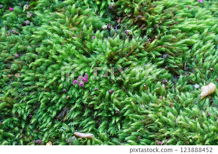 dead leaves on the moss 123888452