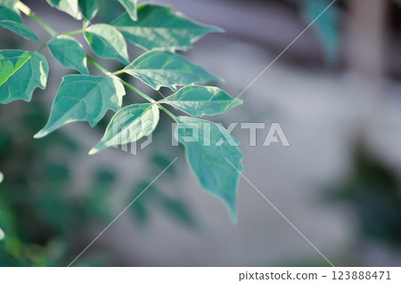 Cork tree, Indian cork tree or Millingtonia hortensis Linn or BIGNONIACEAE or small Cork tree Cork tree, Indian cork tree or Millingtonia hortensis Linn or BIGNONIACEAE or small Cork tree 123888471