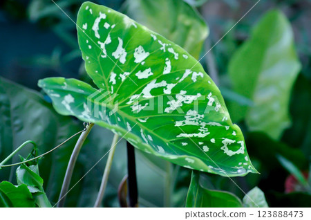 Colocasia Esculenta Hilo Beauty,Colocasia or Esculenta Hilo or Colocasia bicolor 123888473