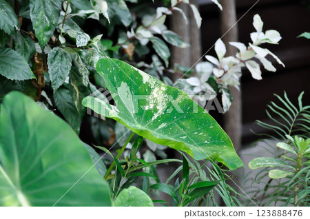 Colocasia milky way or Colocasia variegated Colocasia milky way or Colocasia variegated 123888476