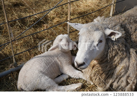 Parent and child sheep 123888533