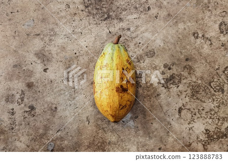 close up of cocoa pod  123888783