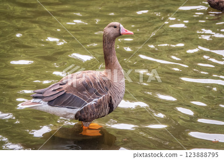 Greater White-fronted Goose (Anser albifrons) standing on the green shore of the pond. 123888795