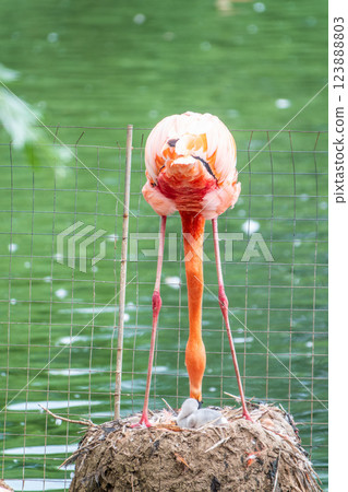 A newborn baby Rosa Flamingo, Phoenicopterus roseus, is full of care from its mother A newborn baby Rosa Flamingo, Phoenicopterus roseus, is full of care from its mother 123888803