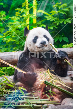 The Giant Panda Bear sits while eating a bamboo stalk The Giant Panda Bear sits while eating a bamboo stalk 123888805