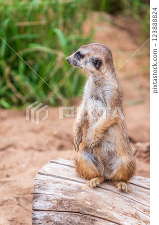 Meerkat, Suricata suricatta, on hind legs. Portrait of meerkat standing on hind legs with alert expression. Portrait of a funny meerkat sitting on its hind legs. 123888824