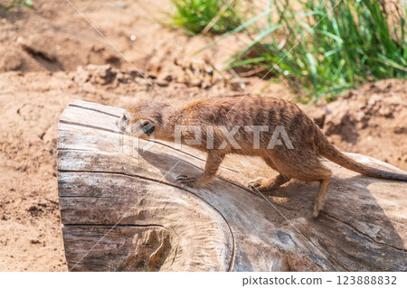 Meerkat suricatta family wildlife picture. Meerkat suricatta family wildlife picture. 123888832