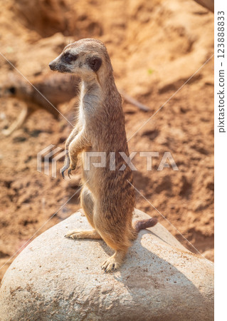 Meerkat, Suricata suricatta, on hind legs. Portrait of meerkat standing on hind legs with alert expression. Portrait of a funny meerkat sitting on its hind legs. 123888833