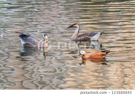 Swan Goose, Anser cygnoides,swiming in lake water 123888843