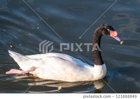 The black-necked swan, Cygnus melancoryphus, is a swan that is the largest waterfowl native to South America. The body plumage is white with a black neck and head and greyish bill The black-necked swan, Cygnus melancoryphus, is a swan that is the largest waterfowl native to South America. The body plumage is white with a black neck and head and greyish bill 123888849