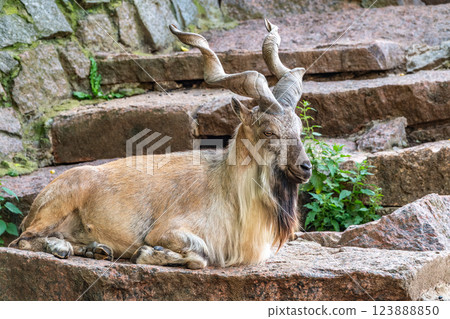 Close-up portrait of Markhor, Capra falconeri, wild goat native to Central Asia, Karakoram and the Himalayas Close-up portrait of Markhor, Capra falconeri, wild goat native to Central Asia, Karakoram and the Himalayas 123888850