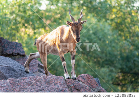 Markhor female on the rock. Latin name - Capra falconeri. Wild goat native to Central Asia, Karakoram and the Himalayas 123888852