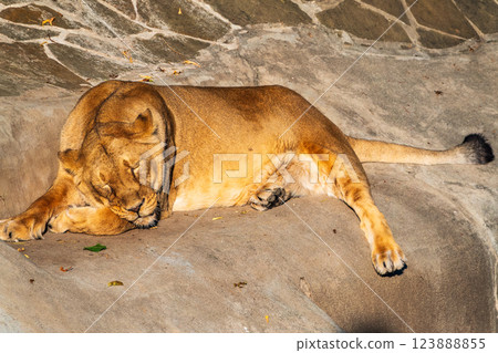 An asian female lion laying on the ground 123888855
