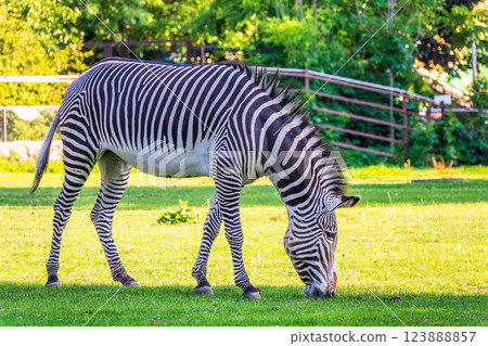 Grevy's zebra, lat Equus grevyi, also known as the imperial zebra eats green grass. Grevy's zebra, lat Equus grevyi, also known as the imperial zebra eats green grass. 123888857