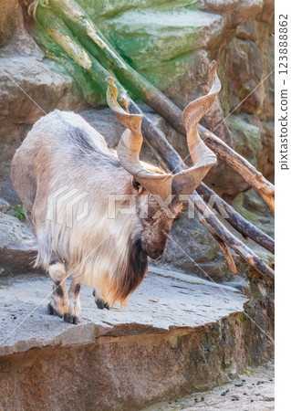 Close-up portrait of Markhor, Capra falconeri, wild goat native to Central Asia, Karakoram and the Himalayas Close-up portrait of Markhor, Capra falconeri, wild goat native to Central Asia, Karakoram and the Himalayas 123888862